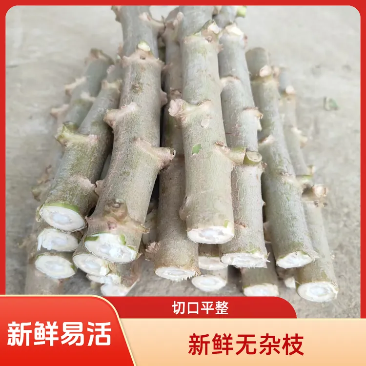 广西黄心黄肉木薯种新鲜易活高产新鲜木薯茎黄肉黄心木薯种苗