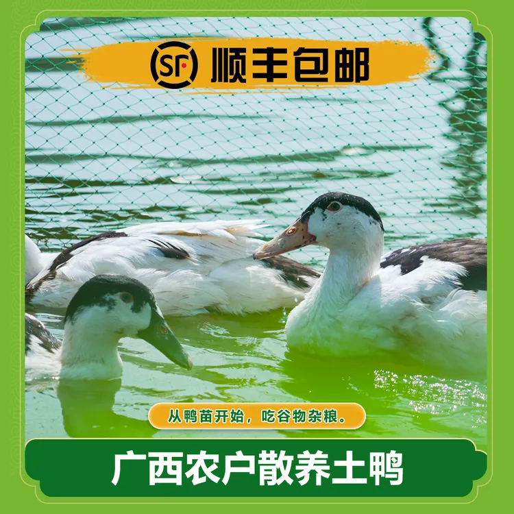 广西农户散养土鸭（200天）鸭子吃玉米长大新鲜宰杀每只净肉4斤以上