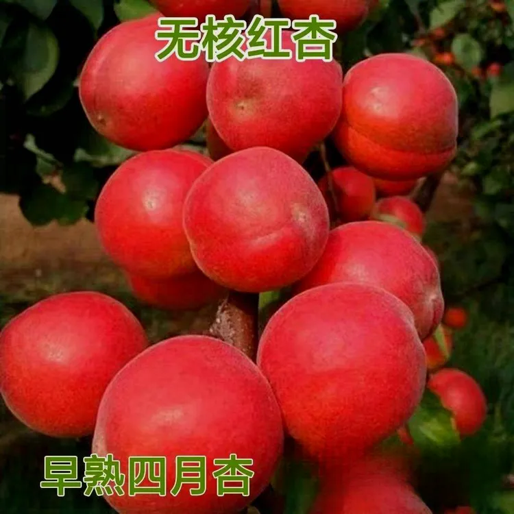 正宗嫁接特早无核大红杏树苗早熟红杏子南方北方种植耐寒果树苗包