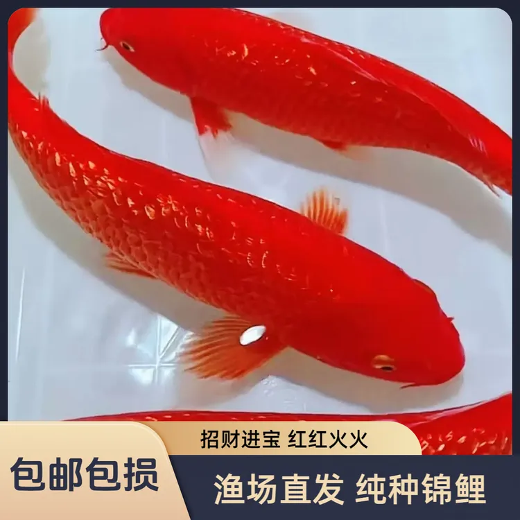 日系进口火鲤锦鲤鱼闪麟火鲤锦鲤冷水纯种发财鱼养鱼冷水鱼观赏鱼