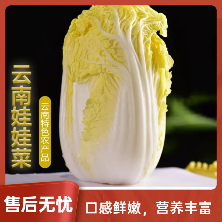 云南高山娃娃菜农家露天种植现砍现发黄心清甜嫩新鲜蔬菜火锅涮菜