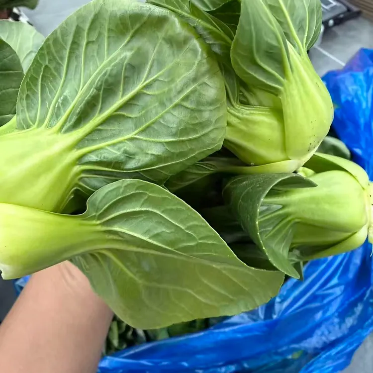 新鲜采摘 上海露天霜打矮脚青菜