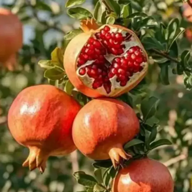 石榴树树苗突尼斯软籽石榴苗盆栽软籽甜石榴树苗庭院果树软籽石榴