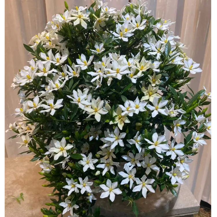 海岛栀子花 海岛春花 高山栀子花