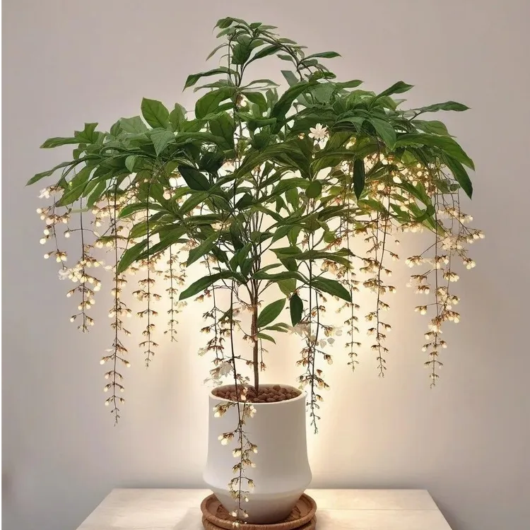【15-20条花丝】桌面款老桩垂丝茉莉带花苞阳台室内四季开花绿植