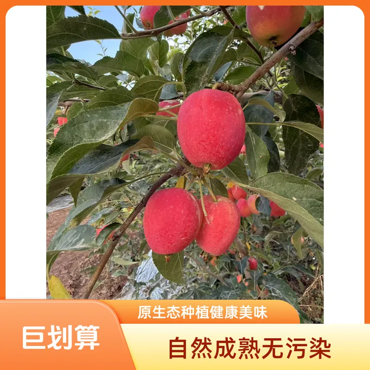 新疆香妃海棠果当季新鲜美味小苹果特产中通包邮