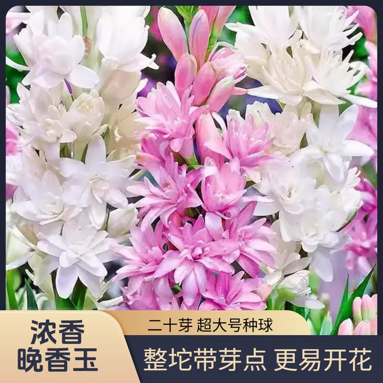 【买一发二】晚香玉种球带花苞大号阳台花卉绿植盆栽懒人庭院植物