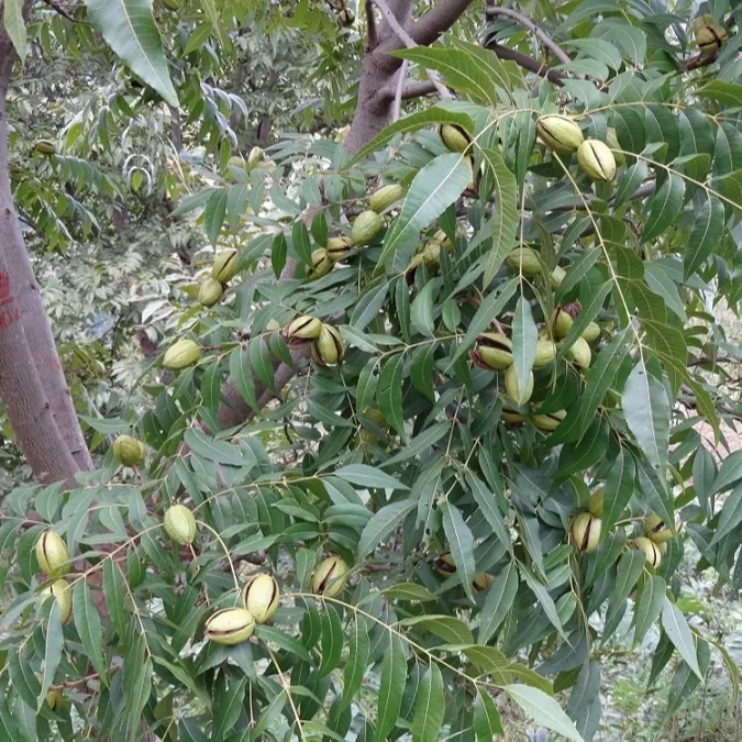 碧根果树苗(薄壳山核桃苗)(美国山核桃苗)1-4年嫁接苗