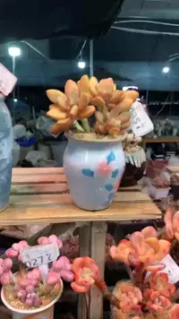 【闪购商品】035ZZZ