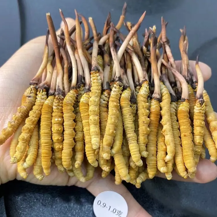 【供销专属】2025精品中大草07-08鲜虫草源头直发头茬新鲜冬虫夏草