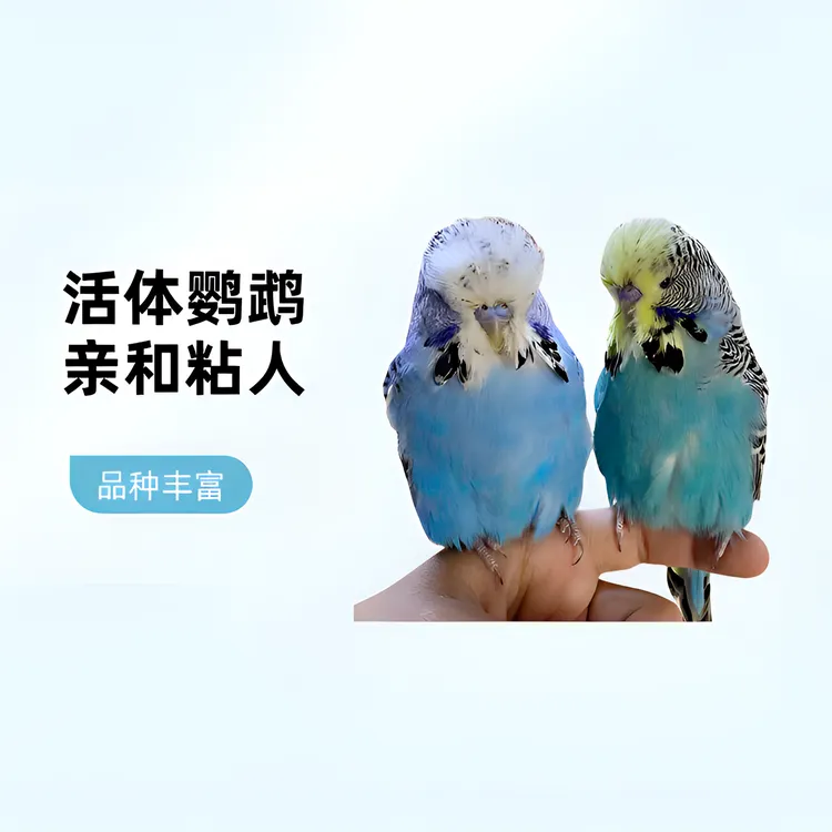 虎皮鹦鹉活体蘑菇头大头金彩羽衣欧血台血双金双显亲人适合当宠物