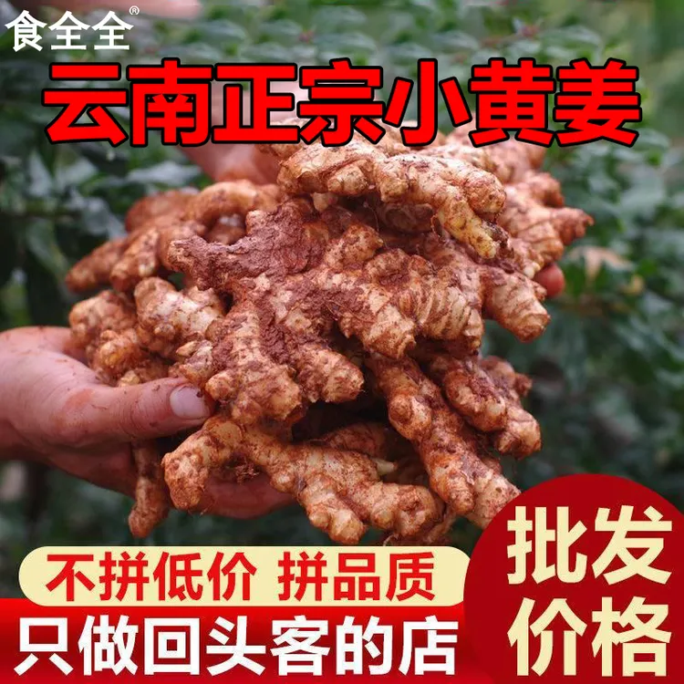 正宗云南高山小黄姜新鲜现挖辛辣浓郁老姜嫩姜