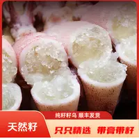 天然籽海兔 30只左右/包 真籽  净重500克/包 发2大包 共60只左右