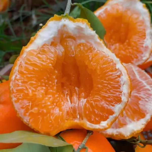 四川春见耙耙柑，净重3-8斤， 香甜多汁 ，果园直发 ，坏果包赔