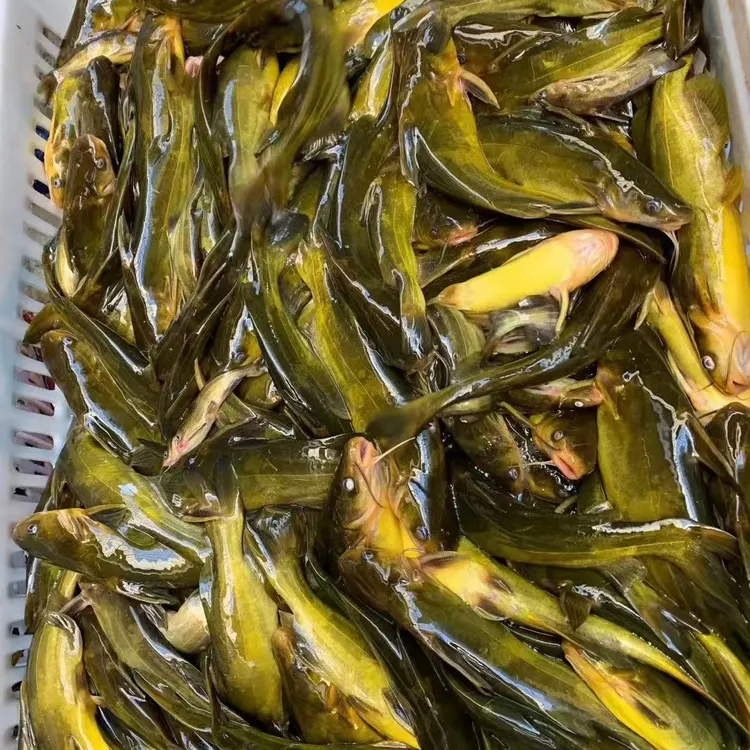 嘎牙鱼5斤送3斤。