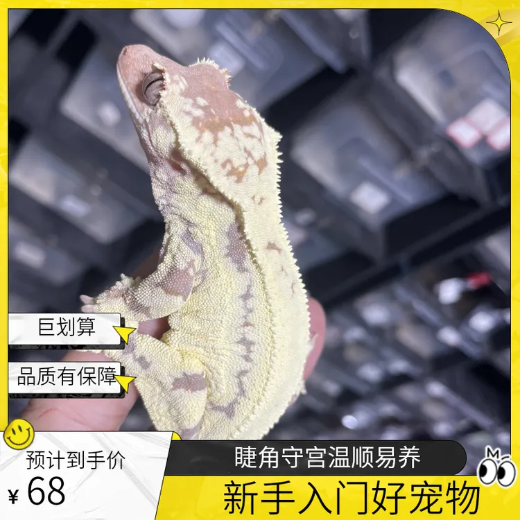 【品闲怪兽】睫角盖勾亚巨人守宫活体爬宠新手饲养萌宠-直播间选品