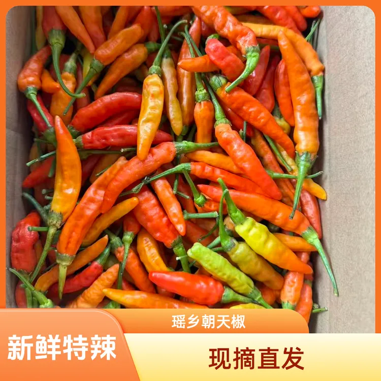 湖南汝城瑶乡新鲜现摘朝天椒特辣野山椒泡椒小米辣产地直发十月辣