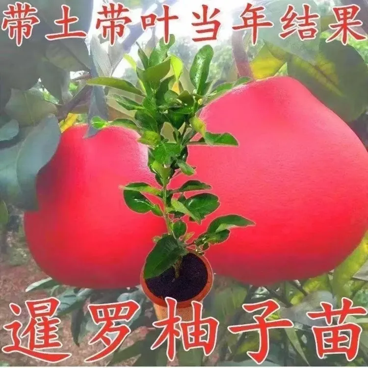 优质嫁接柚子树苗泰国红柚子苗南北方种植水果苗盆栽地栽当年结果