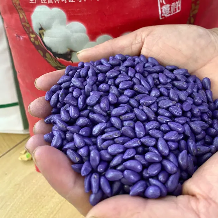 优质抗逆 合信棉老大