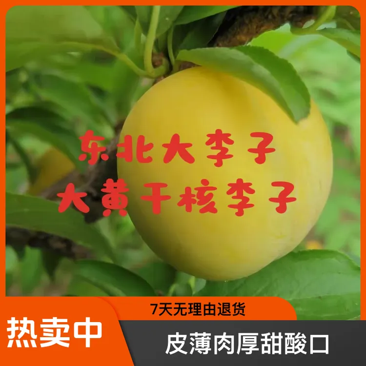 东北吉林小绥河大黄干核李子 鸡蛋大小皮薄肉厚甜酸口 果肉细腻