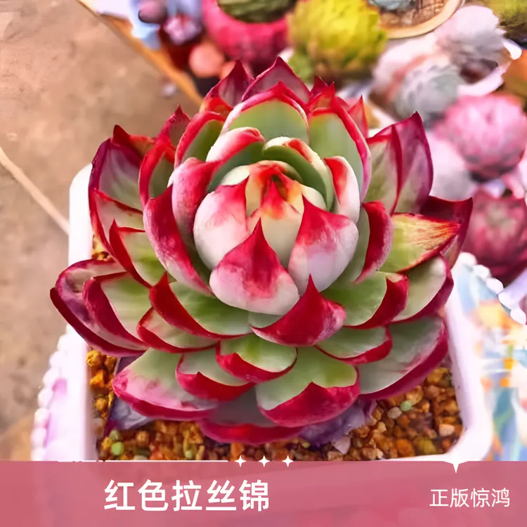 惊鸿仙子韩国进口景天科多肉植物盆栽好养颜值高端品种肉肉花卉