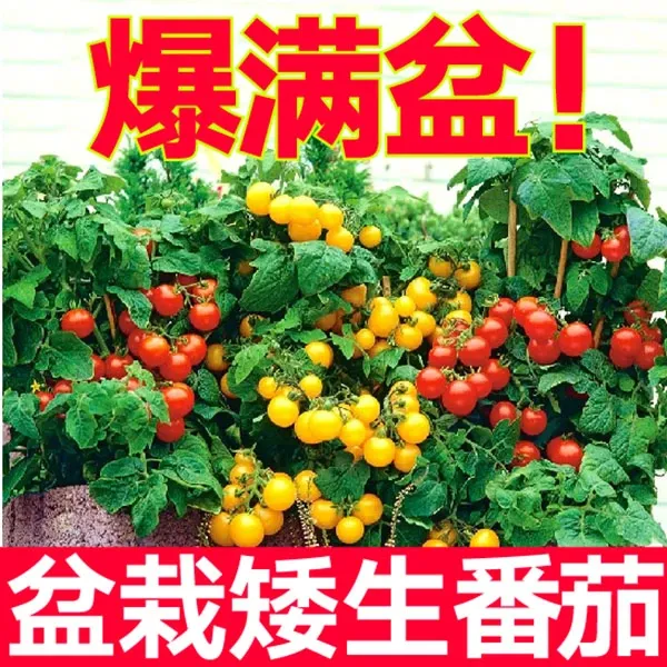 【番茄苗】黑珍珠番茄苗西红柿苗黄西红柿家庭阳台盆栽优质蔬菜秧苗