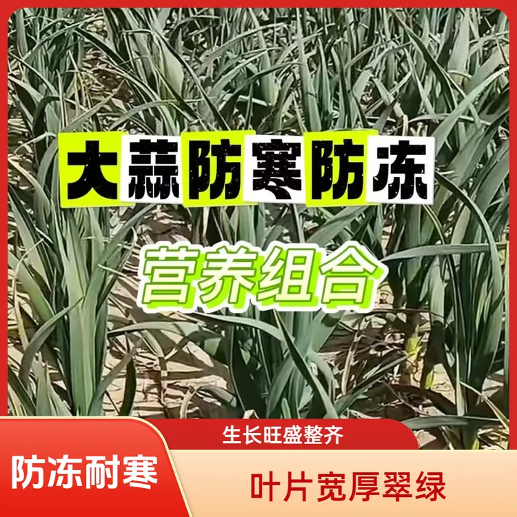 大蒜防寒防冻营养生根壮苗组合