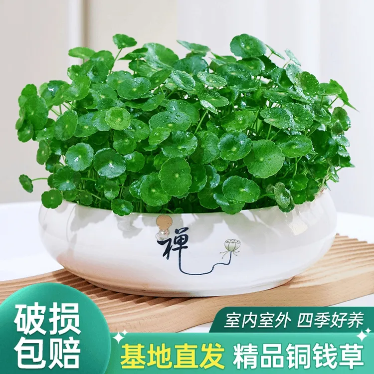 水培植物铜钱草带叶室内桌面水养绿植金钱草室外四季好养花卉盆栽