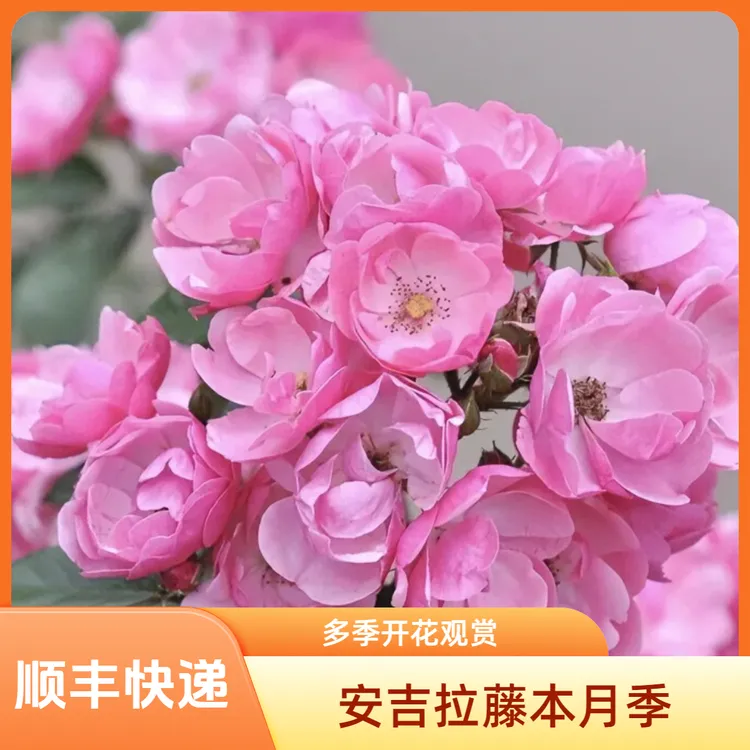 【顺丰包邮】安吉拉藤本月季花期多季节重复开花勤花浓香型包成活
