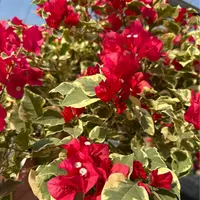 【花叶红】三角梅好养活可爬藤可飘枝可垂吊不带花