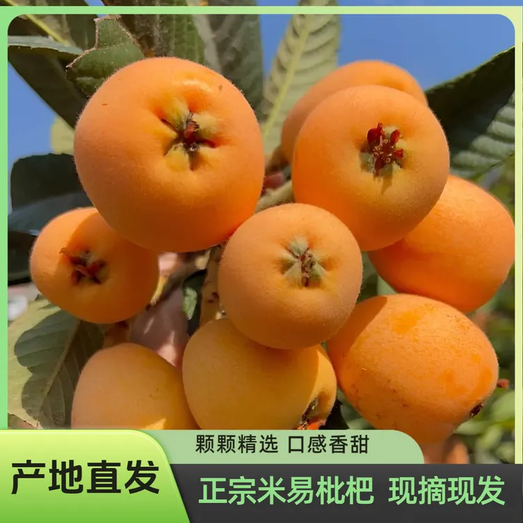 （现摘现发）米易枇杷酸甜多汁皮薄肉厚高山老树枇杷孕妇新鲜水果1