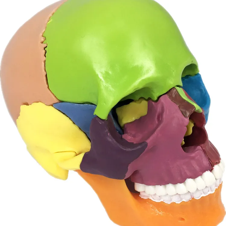 彩色头骨模型医用牙科诊所教学用具可拆15部件头颅骨模型艺用医用