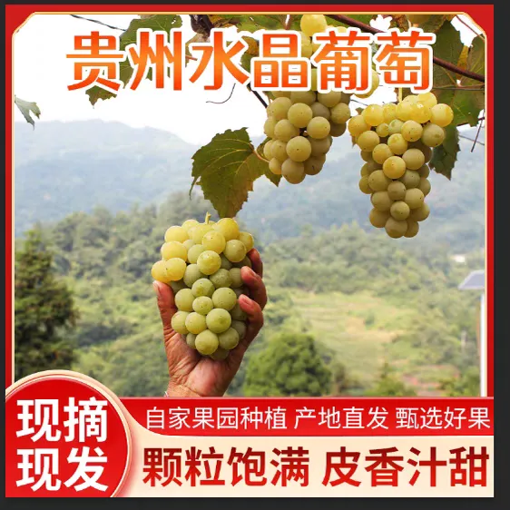 贵州独山 水晶葡萄 