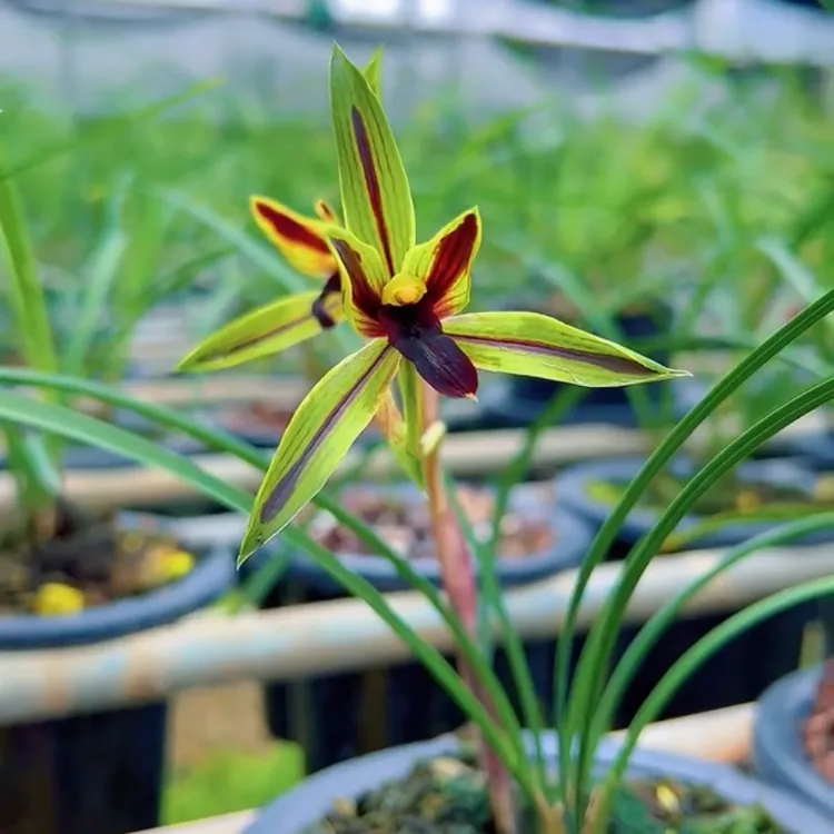 春兰包公魂带花苞浓香兰花苗客厅阳台绿植花卉盆栽植物好养