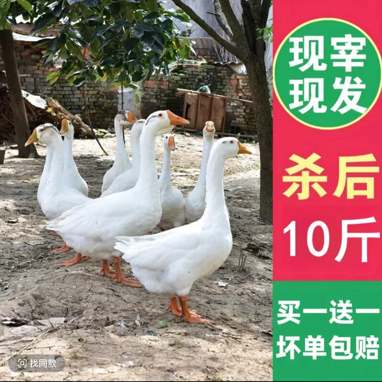 【买1只送1只】农家散养大鹅两只净重在10斤左右带心肝冷链运输