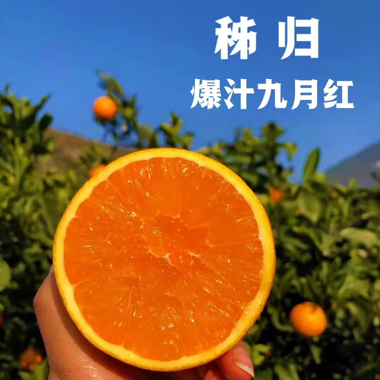 【橙中贵族】秭归九月红脐橙现摘现发新鲜爆汁橙子3/5/9斤包邮