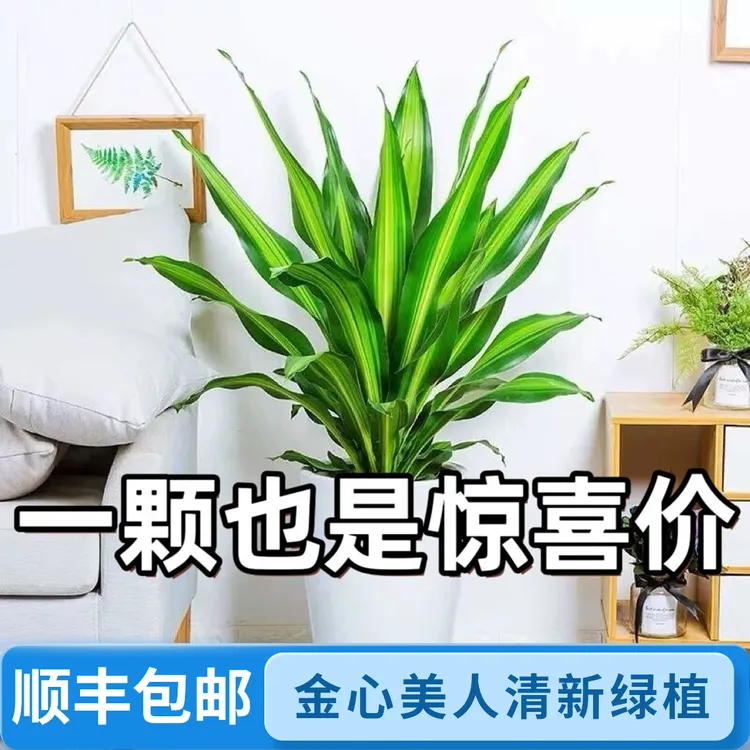 金心美人荷花铁巴西铁室内小清新花卉绿植盆栽盆栽四季常青植物
