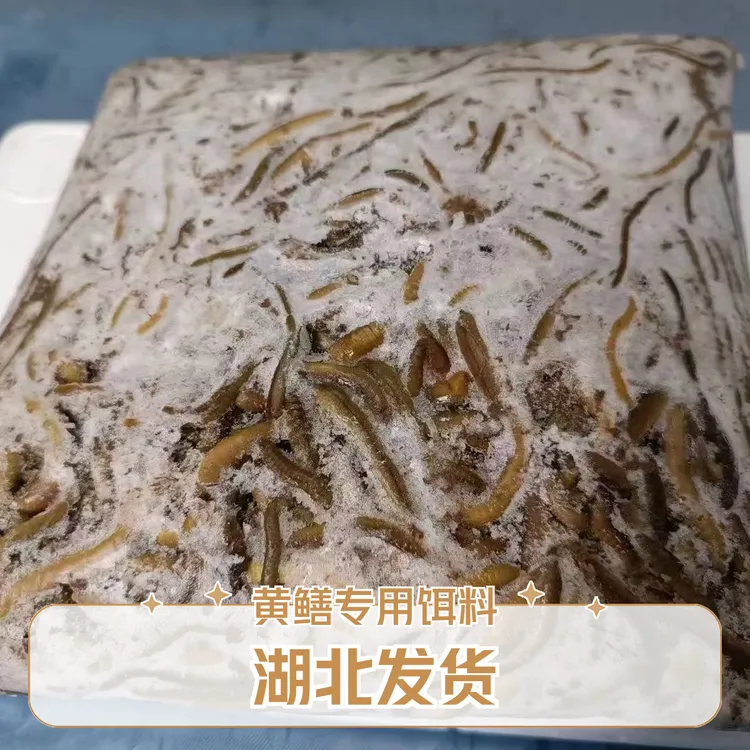 湖北青黑蚯蚓冰冻诱饵夏季适用黄鳝网笼专用养殖黄鳝开口料青蚯蚓