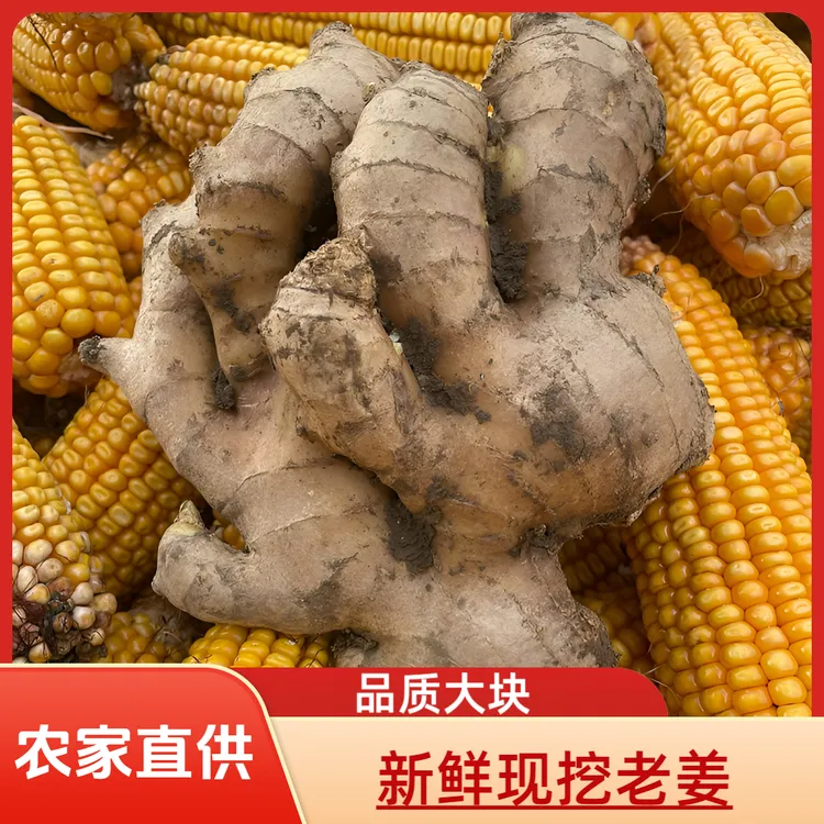 【娟儿姐专属】农家自种《窖藏老姜》泥姜正宗山东大黄姜新鲜香味浓郁产地直发