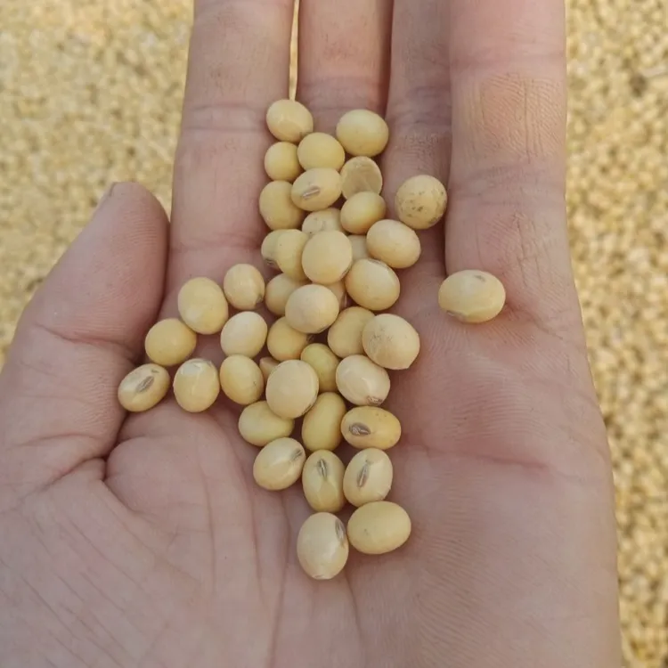 【当季新豆】打豆浆发豆芽非转基因黄豆农家古法种植大豆