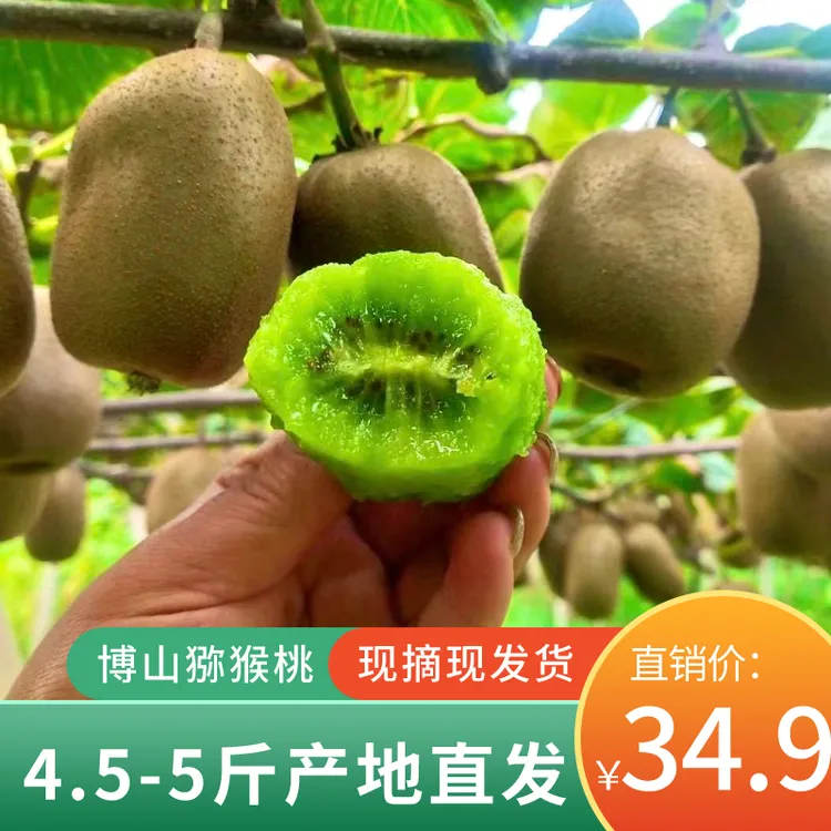 淄博博山源泉碧玉绿心猕猴桃新鲜现摘现发净重4.5斤奇异果产地