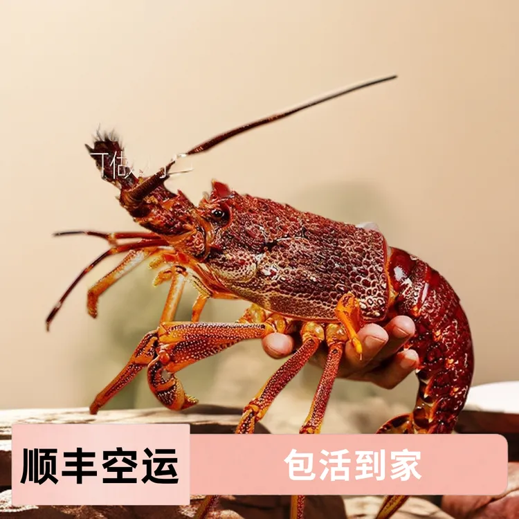 【顺丰空运】鲜活澳洲大龙虾2-9斤/只生猛海鲜鲜活发货包活到家