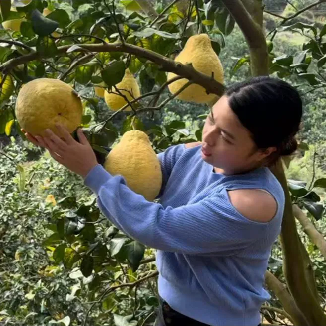 正宗广西容县30年老树沙田柚纯甜无酸顺丰包邮