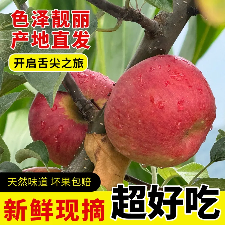 正宗昭通2001苹果 5斤 9斤现摘现发 嘎嘣脆 嘎嘣甜