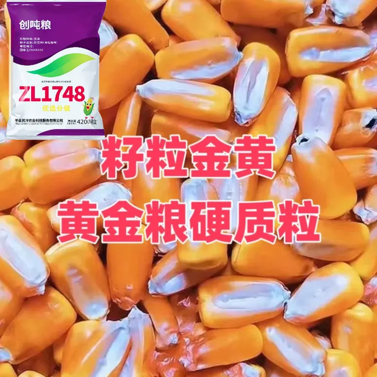 创吨粮1748国审原装正品高产玉米种子抗倒抗锈抗旱耐涝耐高温抗病
