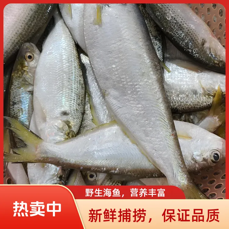 惠安斗尾港内海油鱼台风咸鱼干