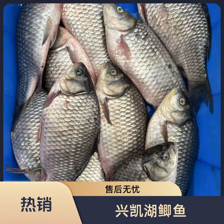 兴凯湖大鲫鱼   