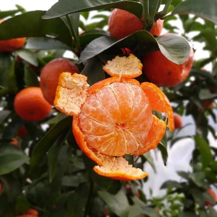 沙糖桔树苗地栽盆栽南方北方种植橘子树苗柑桔果树果苗嫁接砂糖橘