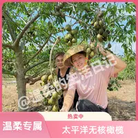 【温柔专属】无核橄榄酸甜脆爽可口基地直发