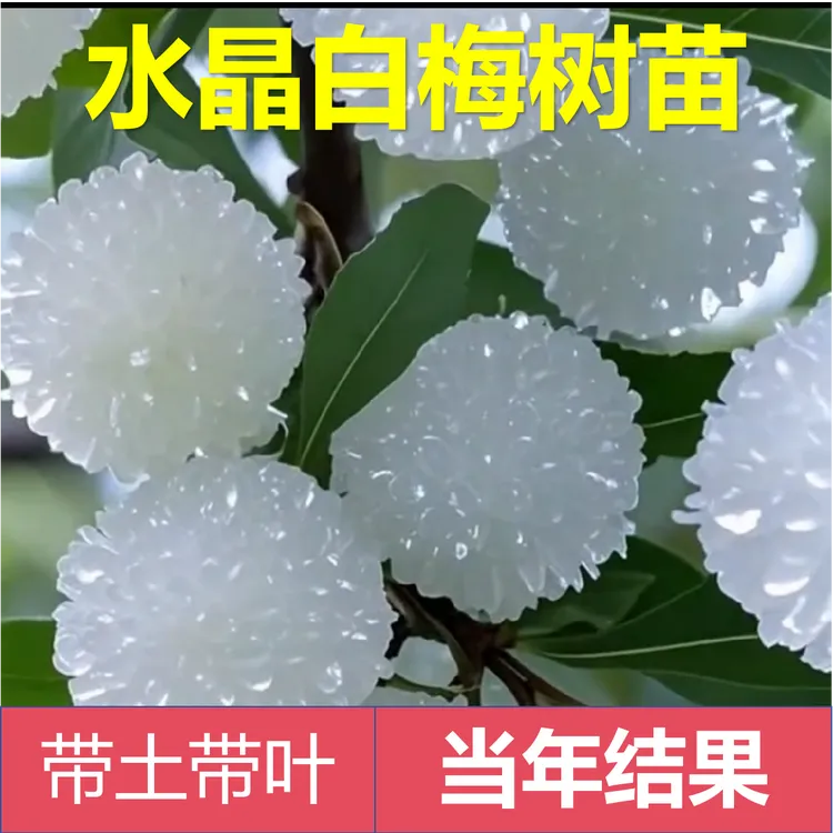 正宗新品种水晶杨梅树苗白玉杨梅嫁接东魁杨梅黑炭杨梅盆栽地栽包